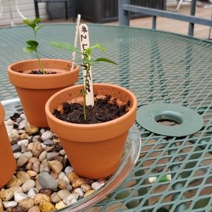 #2 LIVE LEMON TREE PLANT
